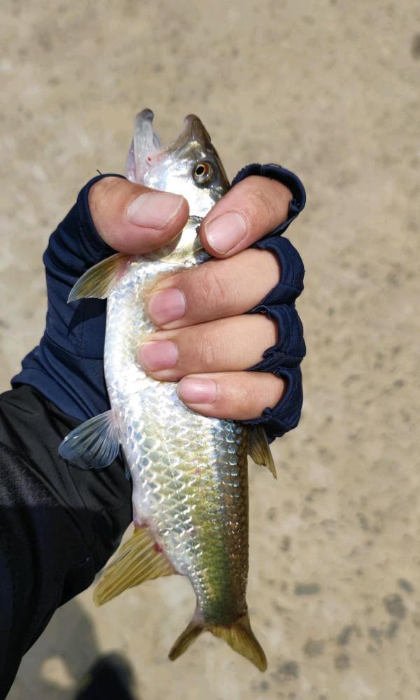 軍魚？廣東釣魚人，溪流釣起兩條大魚，體型像草魚但很兇猛