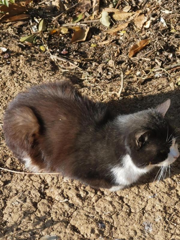 張公山公園的貓