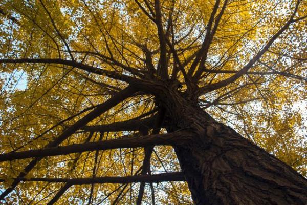 北京金秋一個火熱地標，堪稱京城最美銀杏大道，門票免費十月最佳