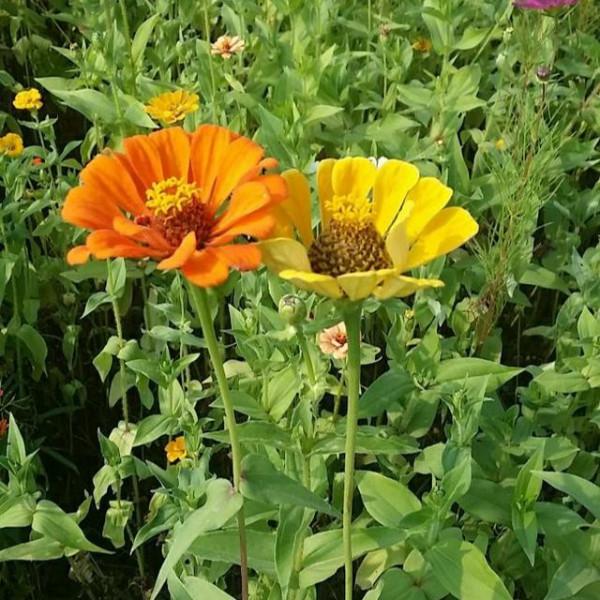 中秋月明時，人圓賞月圓