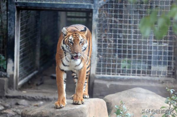 虎頭虎腦 虎虎生威 這波老虎表情包值得擁有