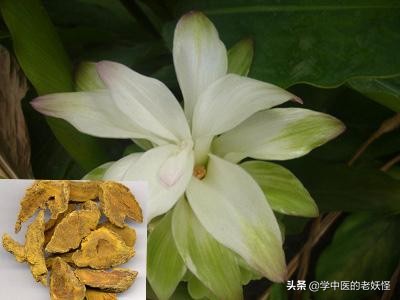 每天學習一味中藥&mdash;&mdash;薑黃