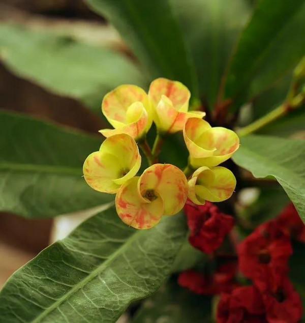 捧花的人 比花更生動,晚安 捧花的人 比花更生動,晚安