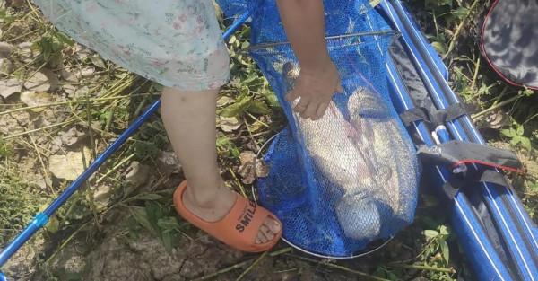 今天和大家分享一下釣鰱庸的事 今天和大家分享一下釣鰱庸的事