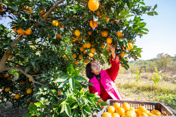 【江西是個好地方】良“橙”美景