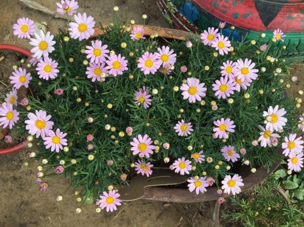 5種漂亮花，自我繁殖力真強，一棵花搖一搖，爆滿小崽花滿地