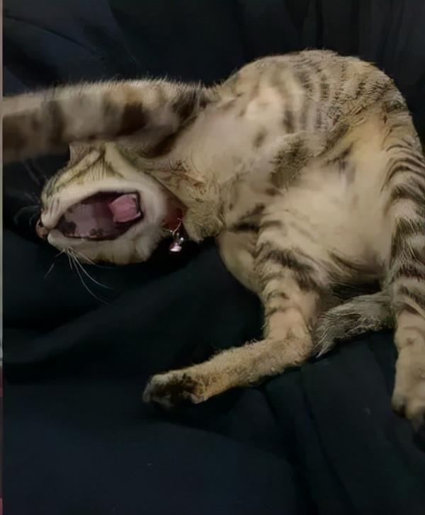 72歲的老阿嬤推著毛孩子散步,把遛貓當復健,暖哭眾人 72歲的老阿嬤推著毛孩子散步,把遛貓當復健,暖哭眾人