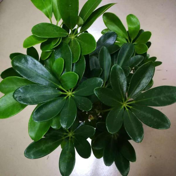 人到中年，適合養的10種花，省事省力不操心，花開滿盆寓意好