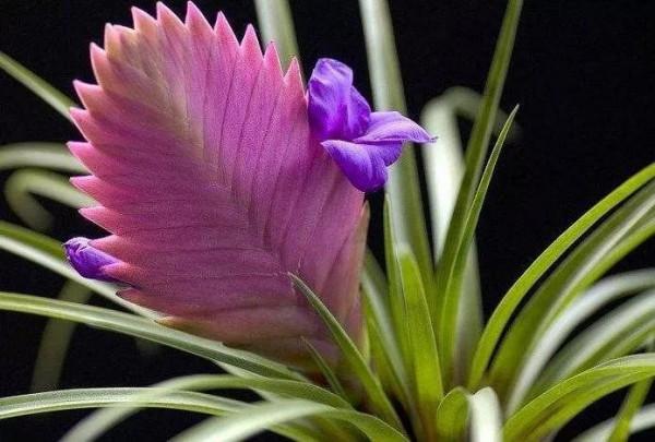 鐵蘭花一一堅強