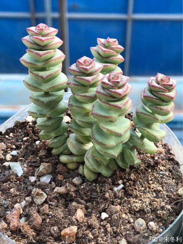 人氣超高的多肉，養過了，才知道為啥迷人