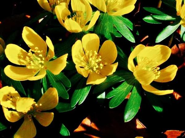 冬菟葵～頂生一朵黃花，花期冬季至早春