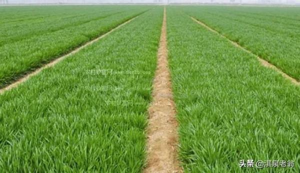 一斤白糖等於兩袋化肥?你相信嗎 一斤白糖等於兩袋化肥?你相信嗎