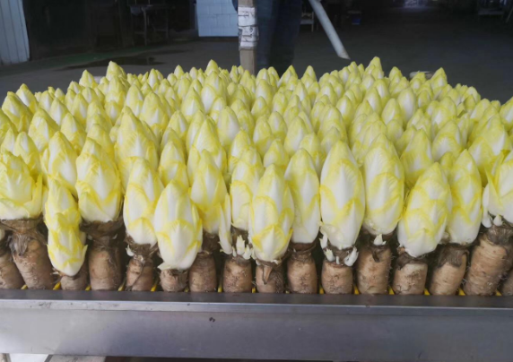 靠“摸黑”種植的蔬菜，像極了娃娃菜，價格是娃娃菜數倍