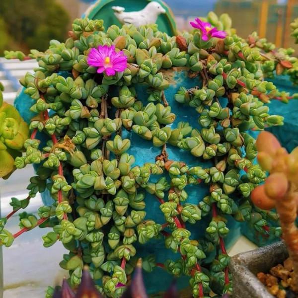 神奇的大自然之多肉植物！竟然很多都沒見過！太神奇了！（下）