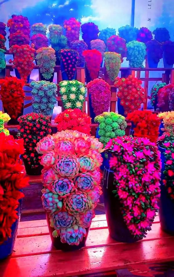 分享圖片，可愛的多肉們，收藏了