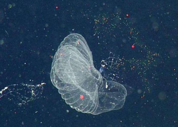 “反向進化”吃掉自己大腦，想變植物卻成食物的動物，不走尋常路