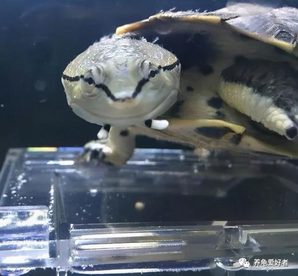 每次都有定期換水，可是我的龜依然還是各種面板問題？