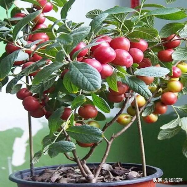 農村常見水果歐李，長相跟櫻桃一樣，人稱“高鈣果”，你見過嗎？