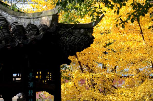 小雪節氣陶醉在迷人的銀杏黃中