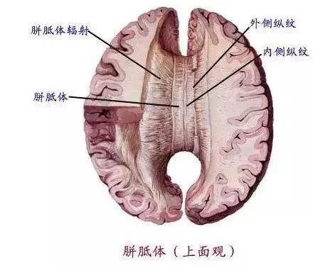 孩子注意力不集中？和大腦皮層聯合區發育有關係