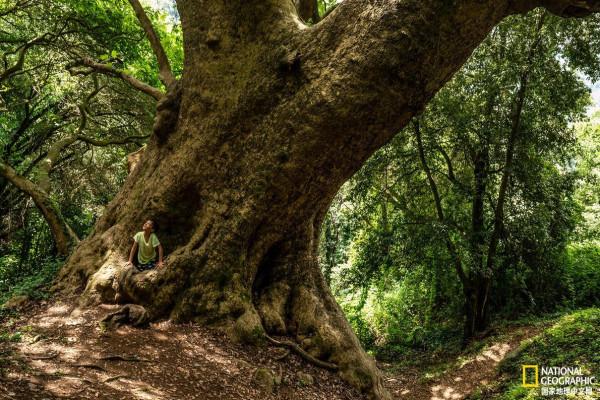 義大利立法保護境內22000棵古樹啦