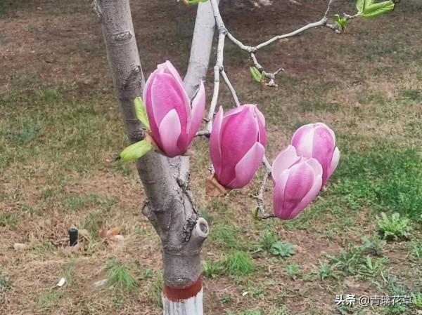 如果有庭院，記得種上這4種“仙樹”，開花時真是迷死人