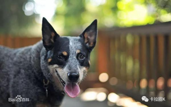 另類的寵物犬-澳洲牧牛犬