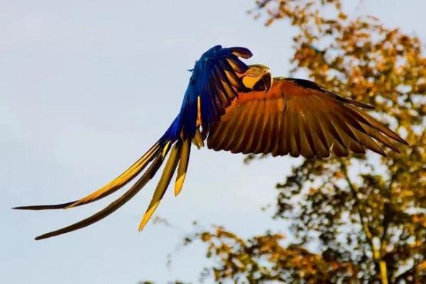 ￼如果要評選世界上誰飛得最漂亮？估計除了這些七彩鳥兒，