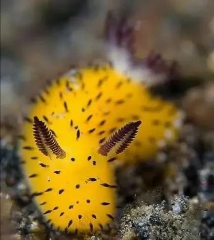 可愛呆萌的海兔，美出天際的海兔——海兔大全