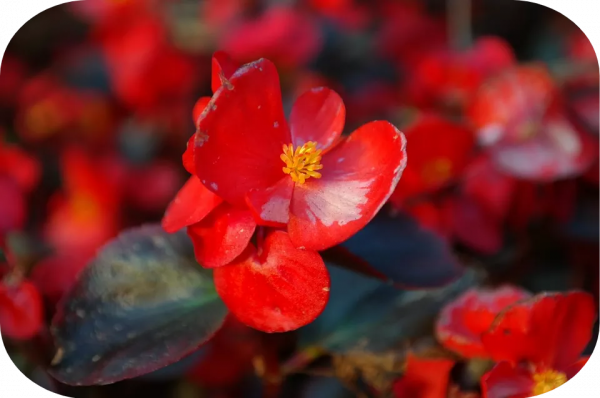 2塊錢，奪走了我家貓的命