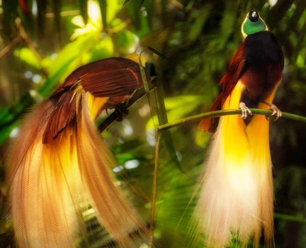 比孔雀更漂亮的鳥有嗎？下面這兩種，就勝過孔雀