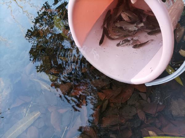 5米寬的河溝頻率逐漸加快，魚口竟然如此暴躁