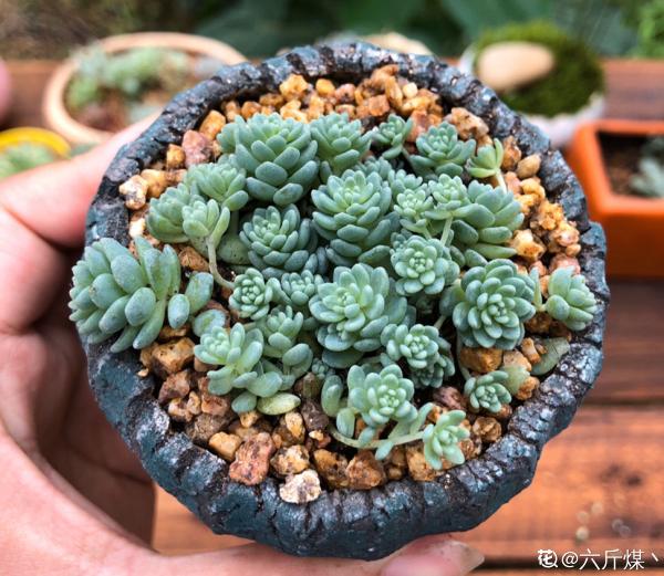 人氣超高的景天科多肉,選得好也要養得好,網友:太美了 人氣超高的景天科多肉,選得好也要養得好,網友:太美了