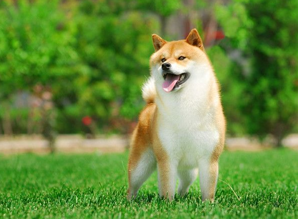 “生命結束”前的柴犬,都有這些跡象,你注意到了嗎? “生命結束”前的柴犬,都有這些跡象,你注意到了嗎?