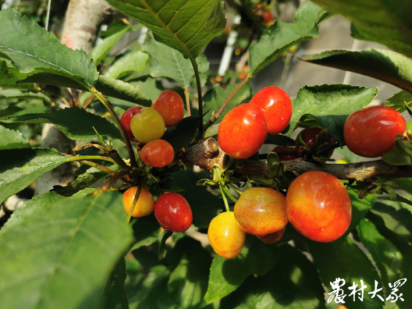 一個大棚佔地三畝，春節前採摘上市，五蓮的櫻桃紅了