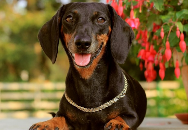 臘腸犬有“淚痕”怎麼辦？