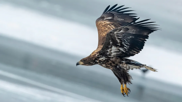 山西鳥類圖鑑 | 白尾海雕
