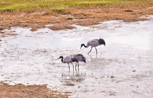 西藏真正的無人區，自駕羌塘邊緣，有機會偶遇藏羚羊