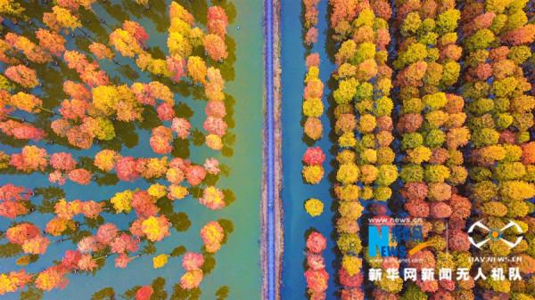 新華網鏡頭下的武漢漲渡湖溼地：初冬紅葉美，候鳥翩翩飛