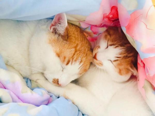 家有萌寵歡樂多