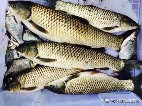 不用草就釣不到草魚?試試大師常用的草魚釣法,爆護不是難事 不用草就釣不到草魚?試試大師常用的草魚釣法,爆護不是難事