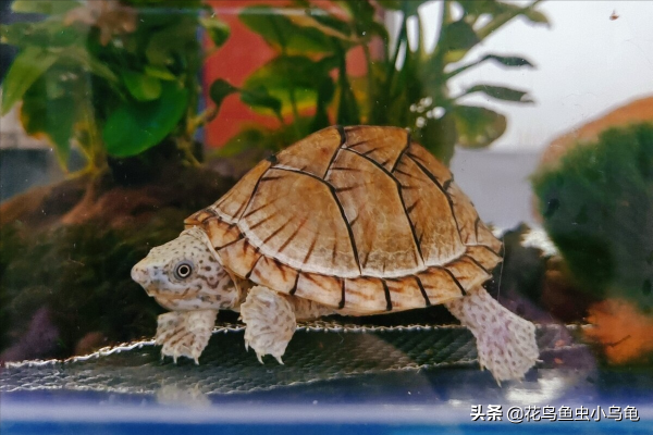 18種常見的烏龜，每種都有自己的特色，你喜歡哪種呢？