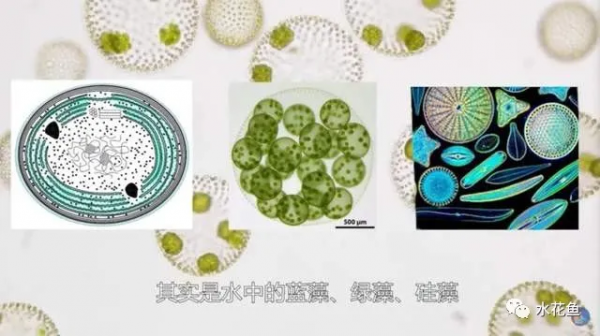 瘦身魚養殖現狀問題及關鍵技術：瘦身養殖是結果而不是養殖方式