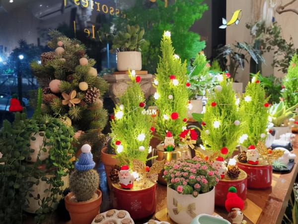 摸一摸滿手香氣，好看又好養，散發著檸檬清香