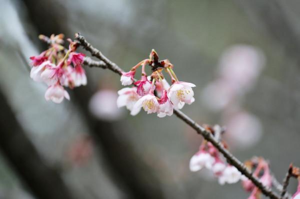 黿頭渚櫻花提前&OpenCurlyDoubleQuote;甦醒&rdquo;，&OpenCurlyDoubleQuote;初美人&rdquo;露出嬌豔容顏報春