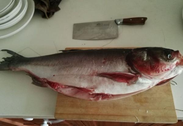 燉魚時，別用料酒白酒去腥了，換成這2樣，魚肉沒腥味，還更鮮嫩