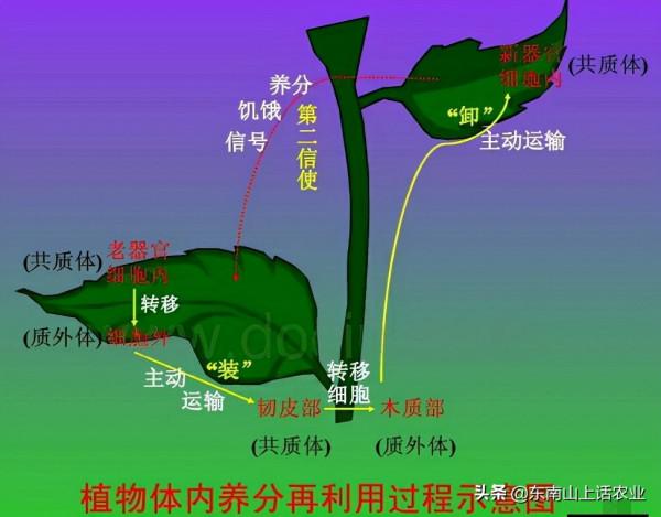 缺鈣新葉黃,缺鎂老葉黃,這是為什麼?“元素移動”必須瞭解一下 缺鈣新葉黃,缺鎂老葉黃,這是為什麼?“元素移動”必須瞭解一下