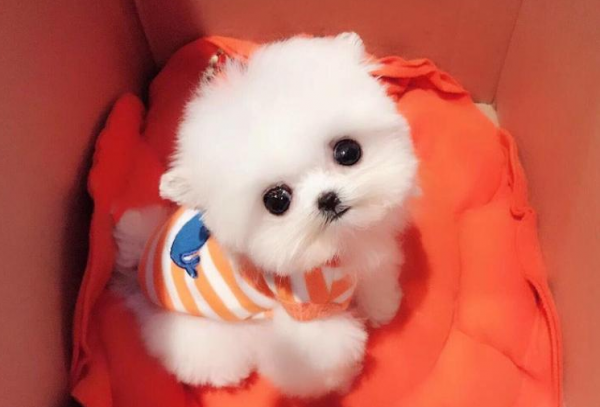 狗界“最燒錢”的幾種狗,哈士奇還不算最恐怖的? 狗界“最燒錢”的幾種狗,哈士奇還不算最恐怖的?