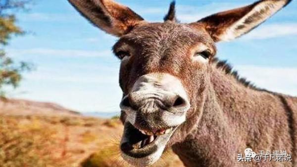 於凡諾說:一頭大蠢驢 於凡諾說:一頭大蠢驢