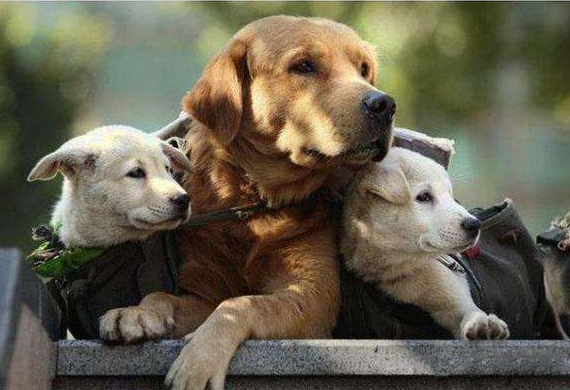 小狗有這“六個舉動”,證明它把你當“狗媽媽”了 小狗有這“六個舉動”,證明它把你當“狗媽媽”了